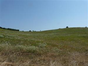 Pohľad na psiarkovú lúku v Šalove - Alexandrovom dvore